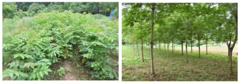 Die zweijährigen Lackbäume (links) sind noch zu jung um den Saft zu zapfen. Den Stamm des sechsjährigen Baumes (rechts) kann man schon anritzen, aber die beste Lackqualität bekommt man aus zehnjährigen Bäumen.
