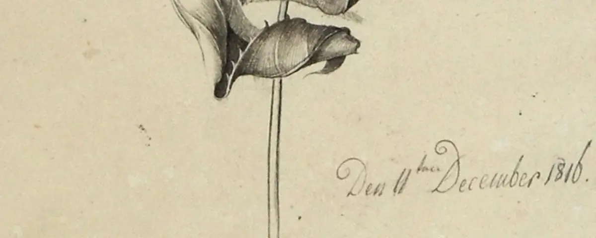 Friedrich Olivier (1791-1859), „Welke Blätter“, 1816