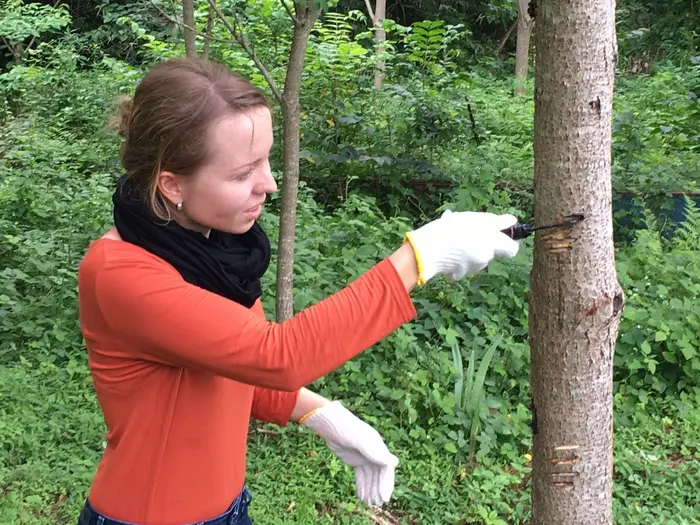 Ich habe es selber erfahren wie kompliziert es ist den Baum genau in der Tiefe zu verletzen, wo der Saft herauskommt.