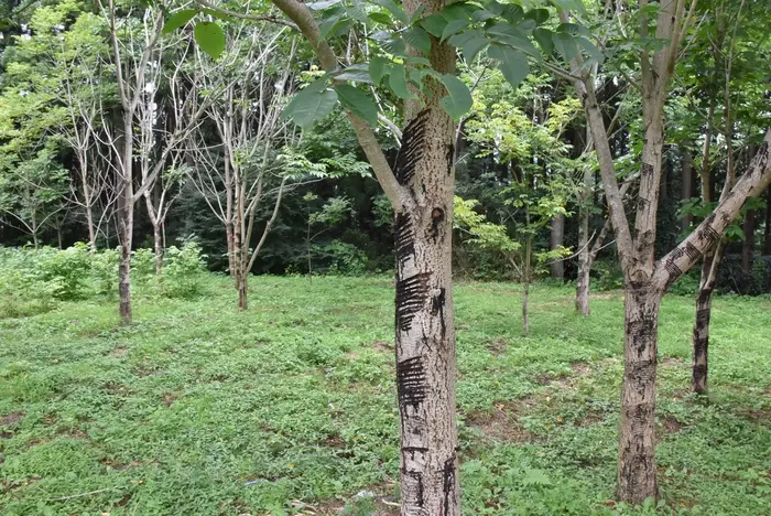 Die Okukuji Region in der Präfektur Ibaraki gehört zu den berühmten Lackgewinnungsorten des Landes.