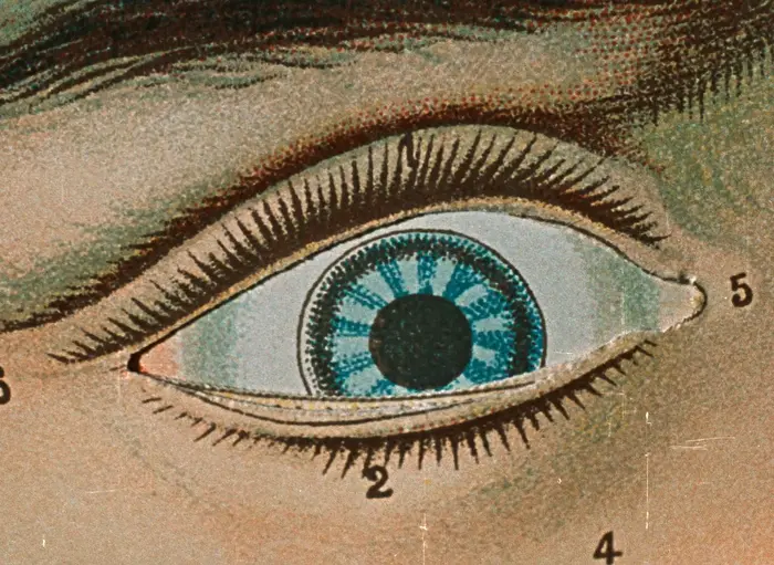 Jan Švankmajer, Historia Naturae, 1967